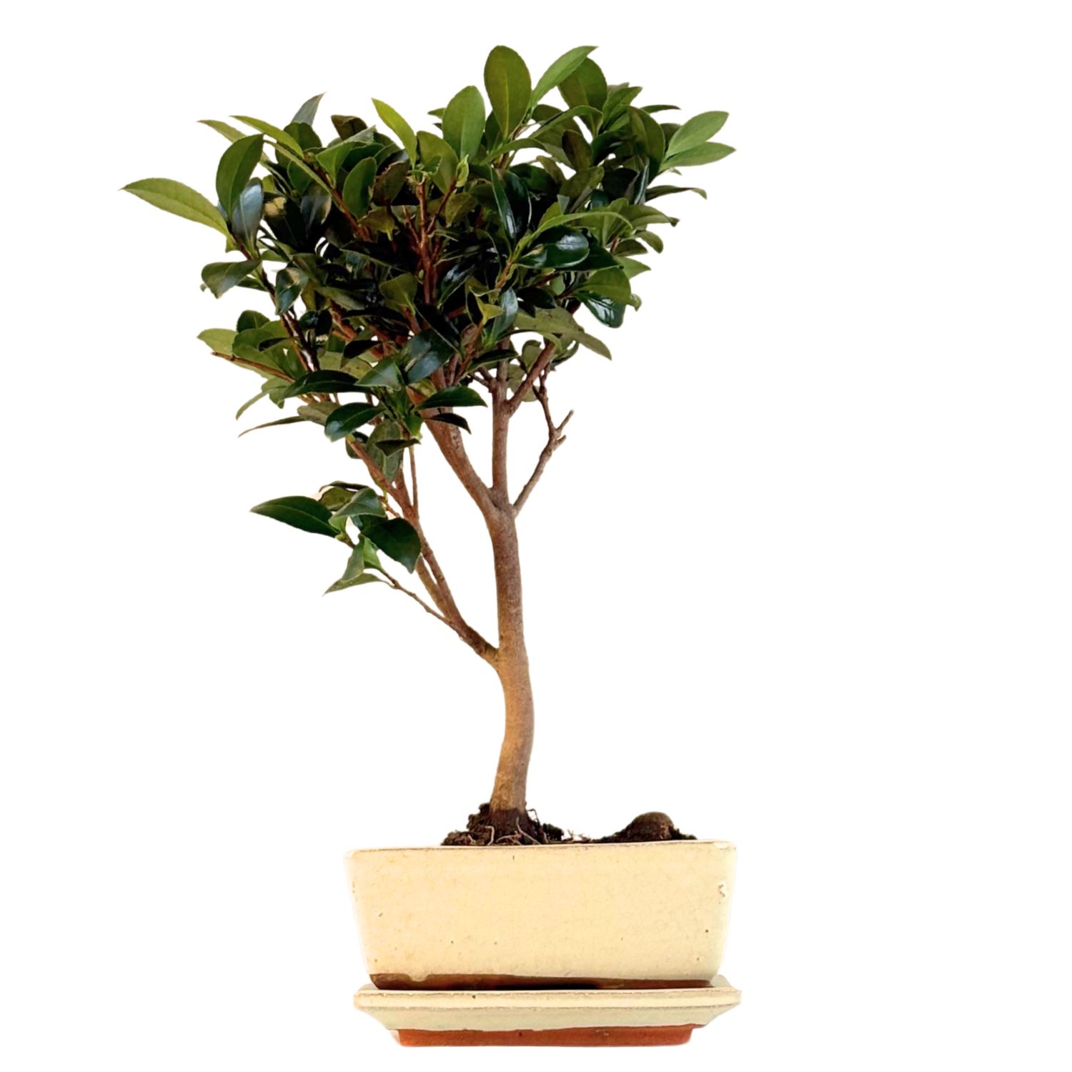 Kamelijos Bonsai P15