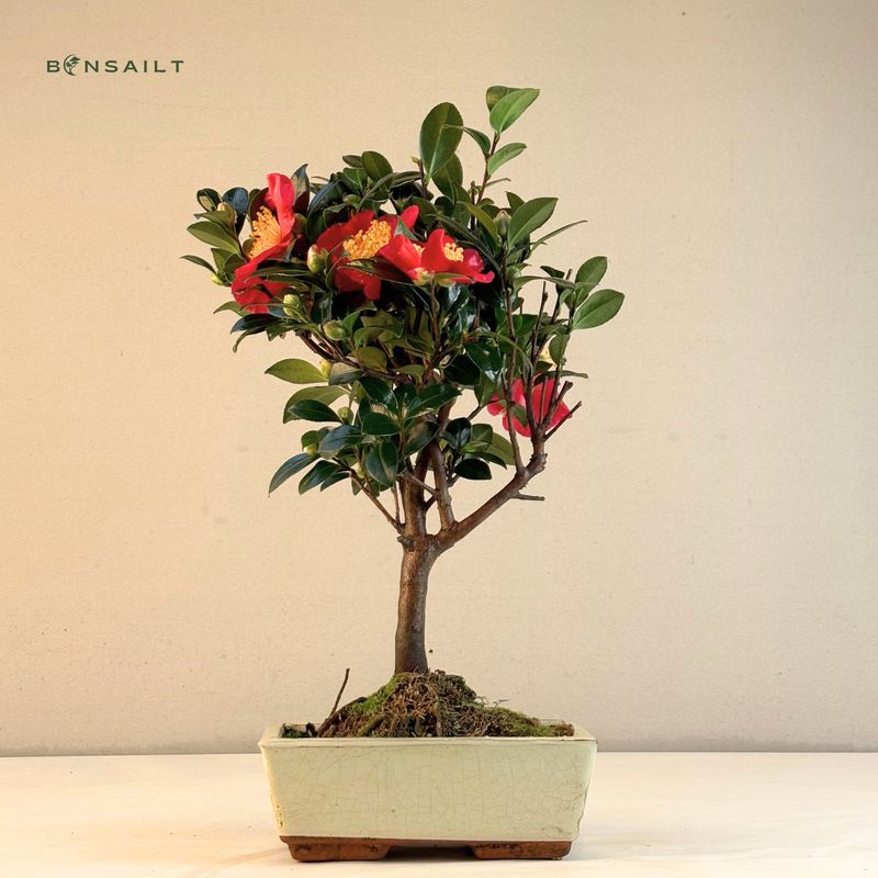 Kamelijos Bonsai P15