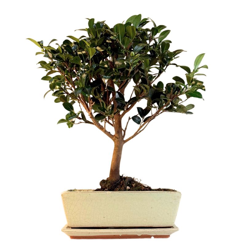 Kamelijos Bonsai P25