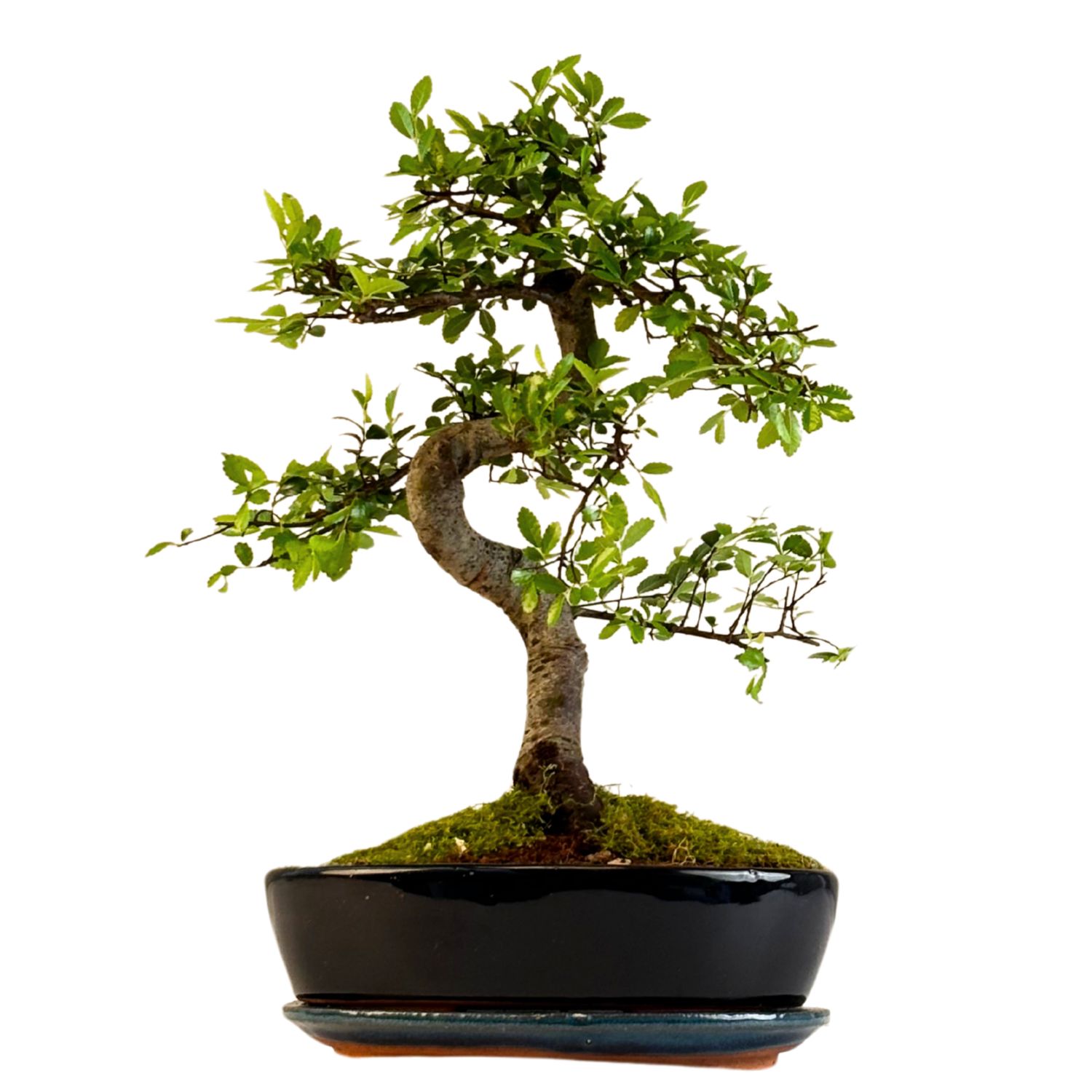 Chinese Elm - Kiniška guoba Bonsai S formos P20