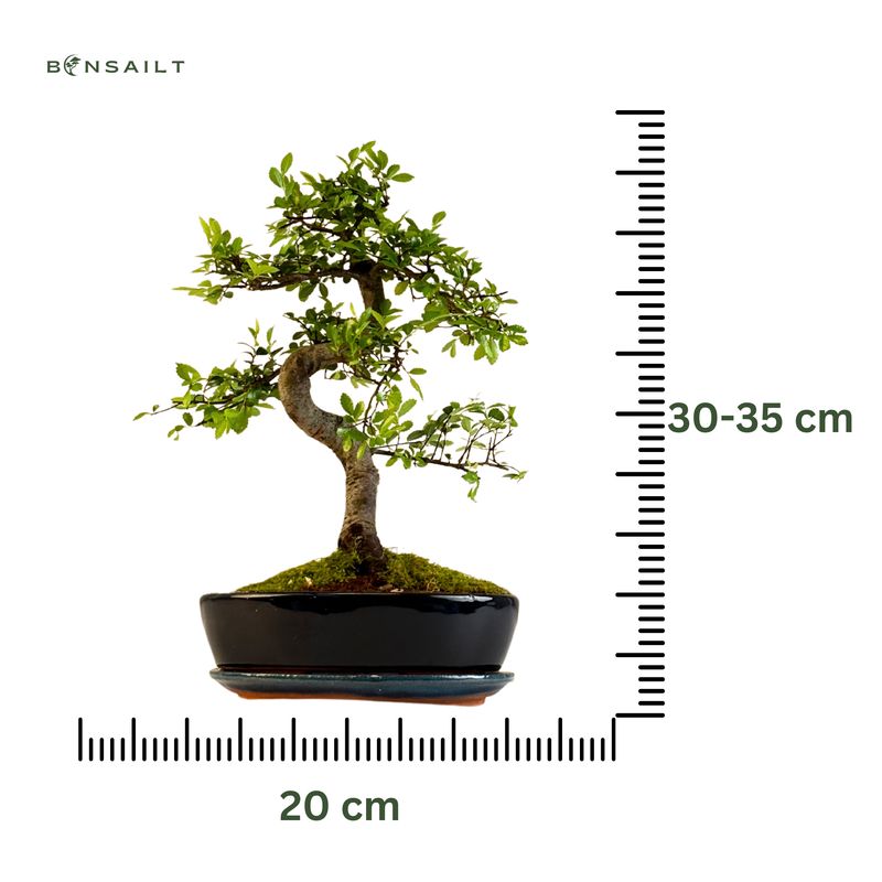 Chinese Elm - Kiniška guoba Bonsai S formos P20