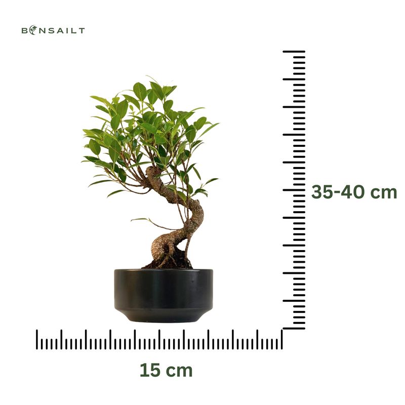 Ficus Bonsai S formos P15