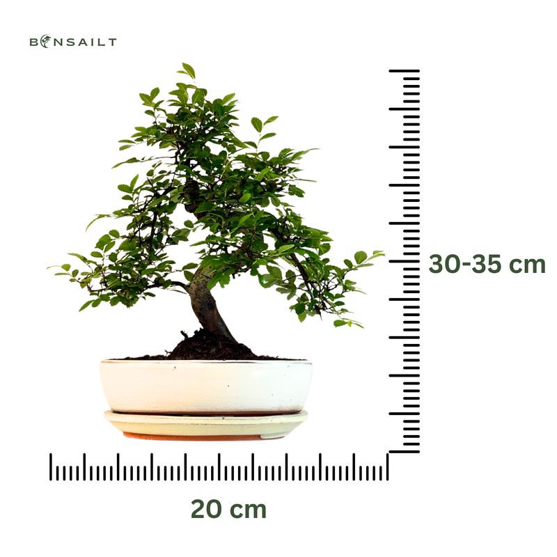 Chinese Elm - Kiniška guoba Bonsai S formos P20
