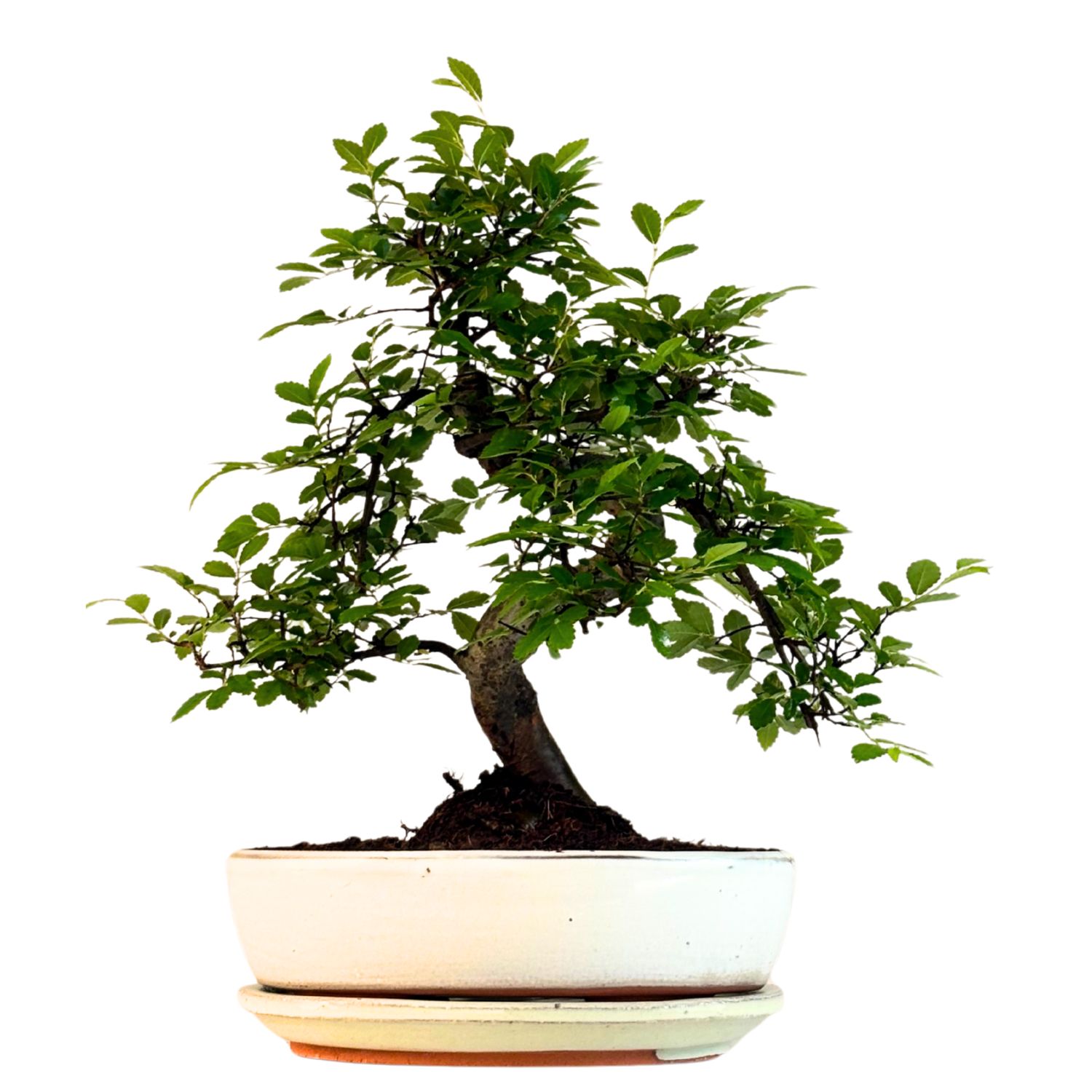 Chinese Elm - Kiniška guoba Bonsai S formos P20