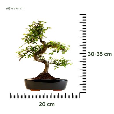 Chinese Elm - Kiniška guoba Bonsai S formos P20
