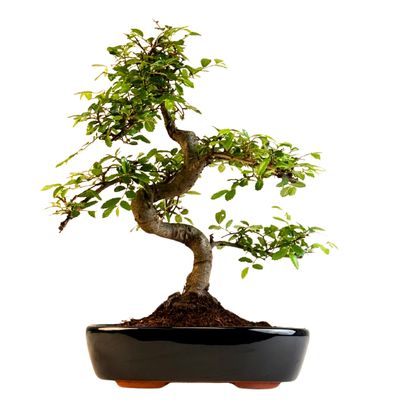 Chinese Elm - Kiniška guoba Bonsai S formos P20
