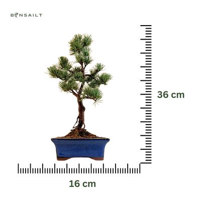 Japoniška baltoji pušis P16 PUŠ2