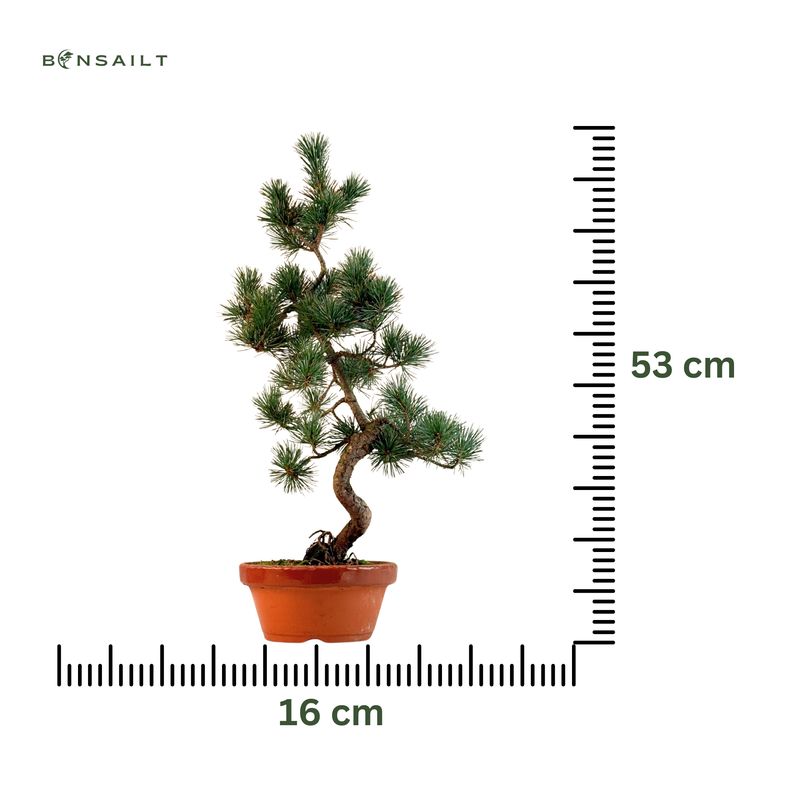 Pinus Sylvestris baltoji pušis bonsai P16 16P02