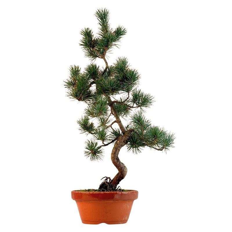 Pinus Sylvestris baltoji pušis bonsai P16 16P02