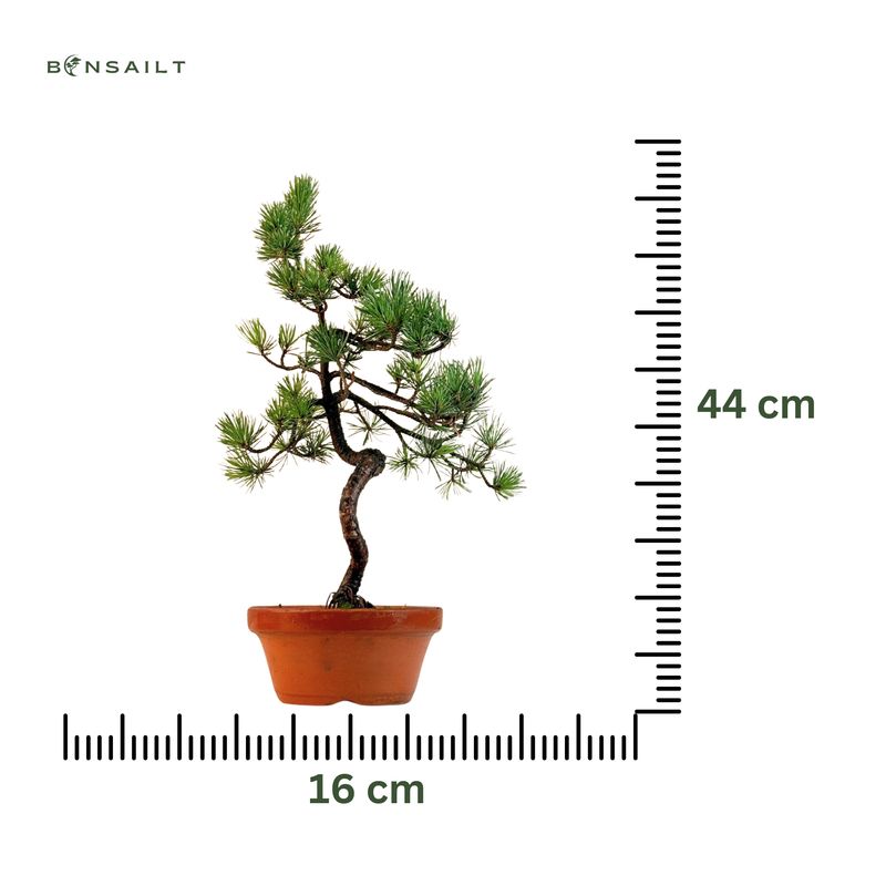 Pinus Sylvestris baltoji pušis bonsai P16 16P02