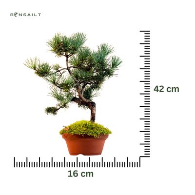 Pinus Sylvestris baltoji pušis bonsai P16 16P03
