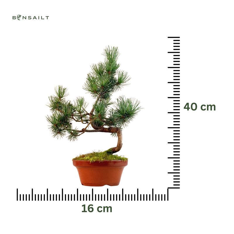 Pinus Sylvestris baltoji pušis bonsai P16 16P05