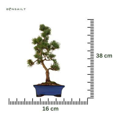 Japoniška baltoji pušis P16 PUŠ3