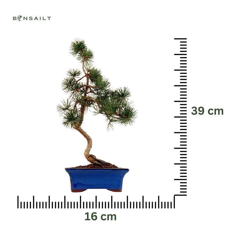 Japoniška baltoji pušis P16 PUŠ4