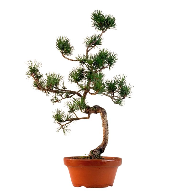 Pinus Sylvestris baltoji pušis bonsai P16 16P04