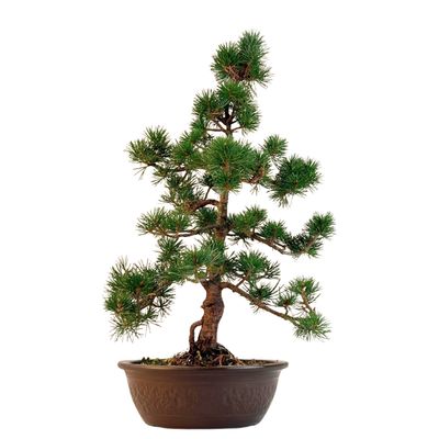 Pinus Sylvestris baltoji pušis bonsai P19