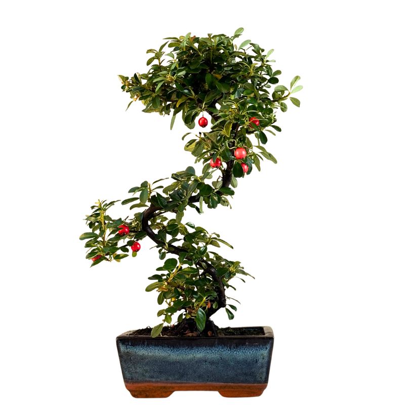 Kaulenis (Cotoneaster) bonsai P15 S