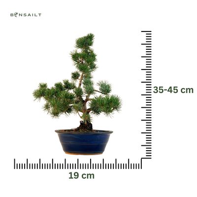 Pinus Sylvestris baltoji pušis bonsai P19