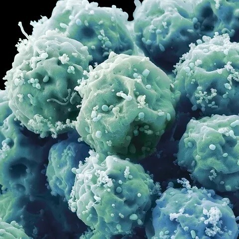 Stemcell Products