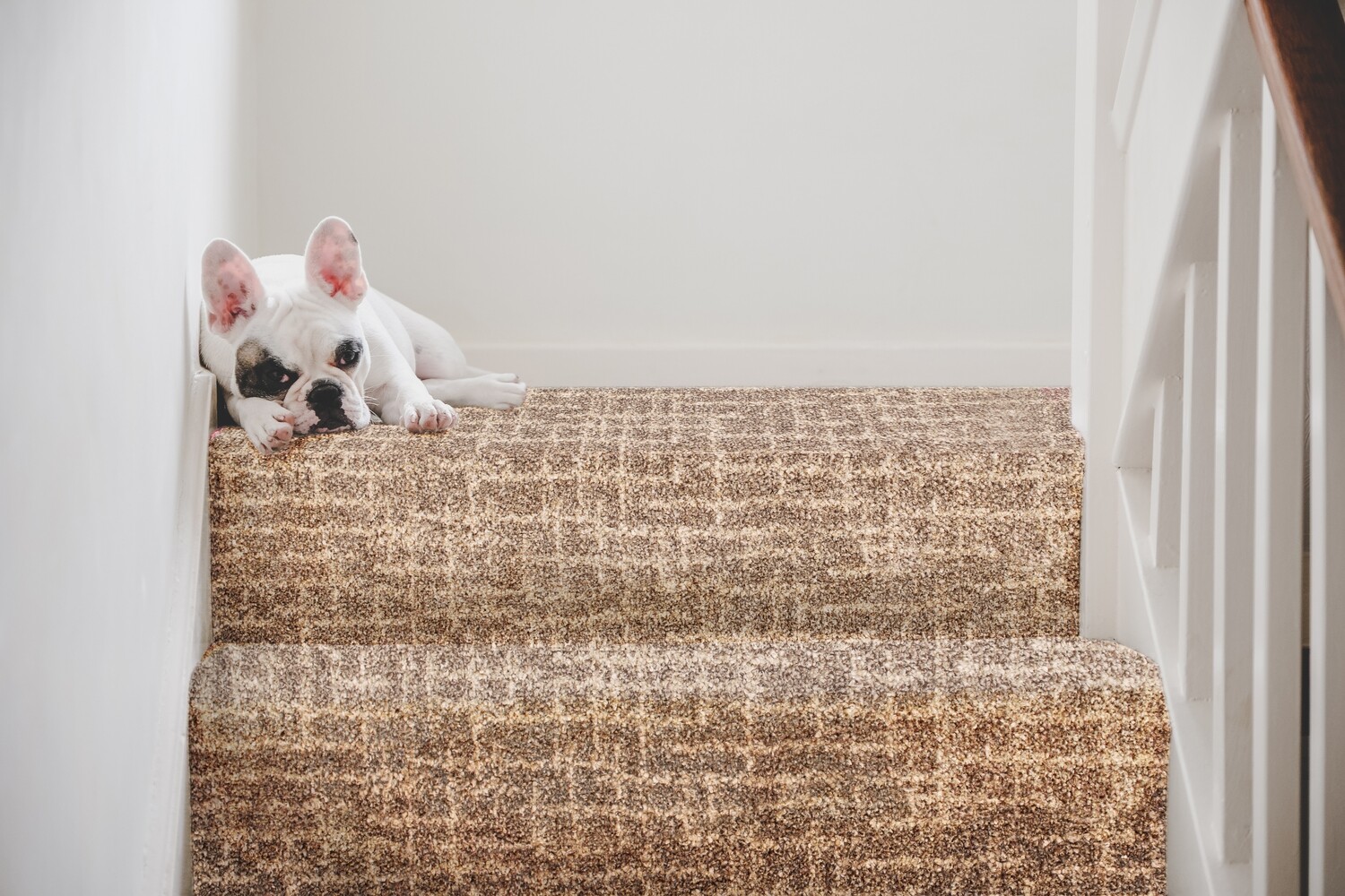 GRIDS - THE FIRENZE CARPET COLLECTION 2024