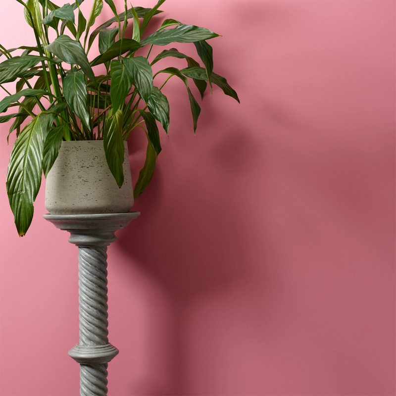 Macaroon Wall Paint