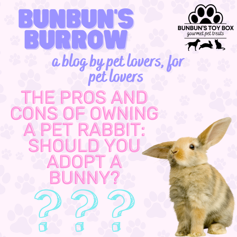 The Pros and Cons of Owning a Pet Rabbit Should You Adopt A Bunny?