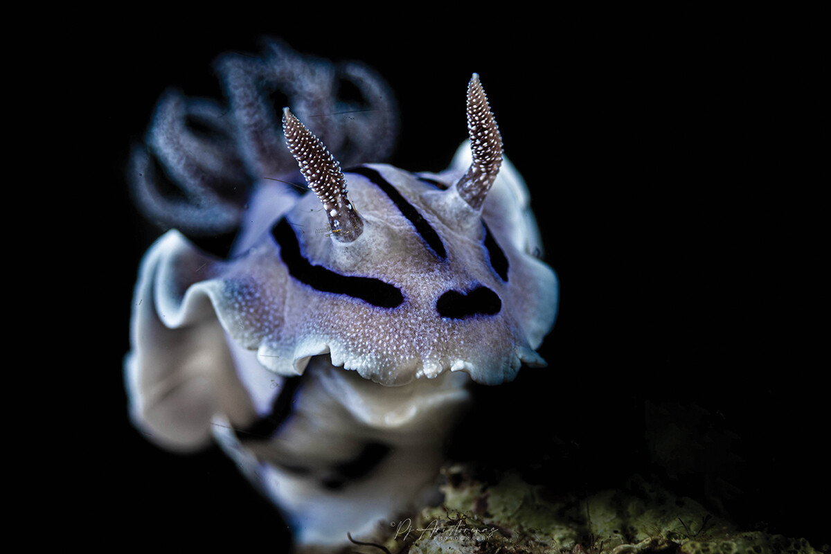 The Lucky Chromodoris