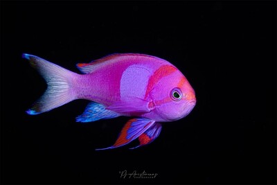 The Lucky Anthias