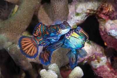 The Lucky Mandarin Fish