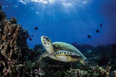The Lucky Turtle
