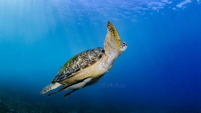 The Lucky Turtle &amp; The Remora