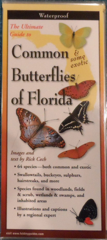 The Ultimate Guide to Common &amp; some exotic Butterflies of Florida