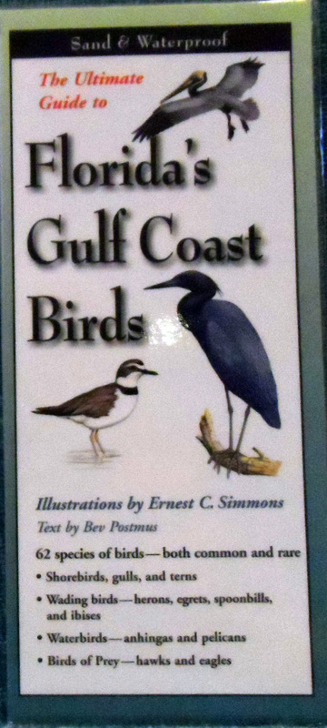The Ultimate Guide to Florida&#39;s Gulf Coast Birds