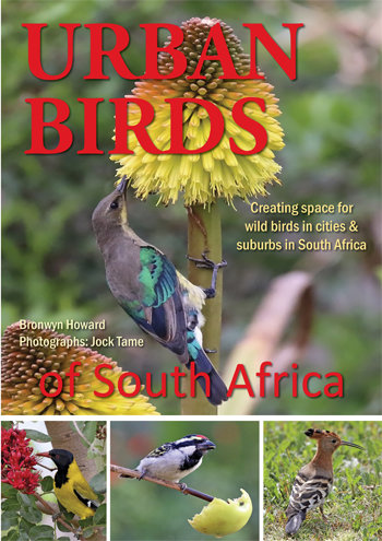 Urban Birds of South Africa (e-book)