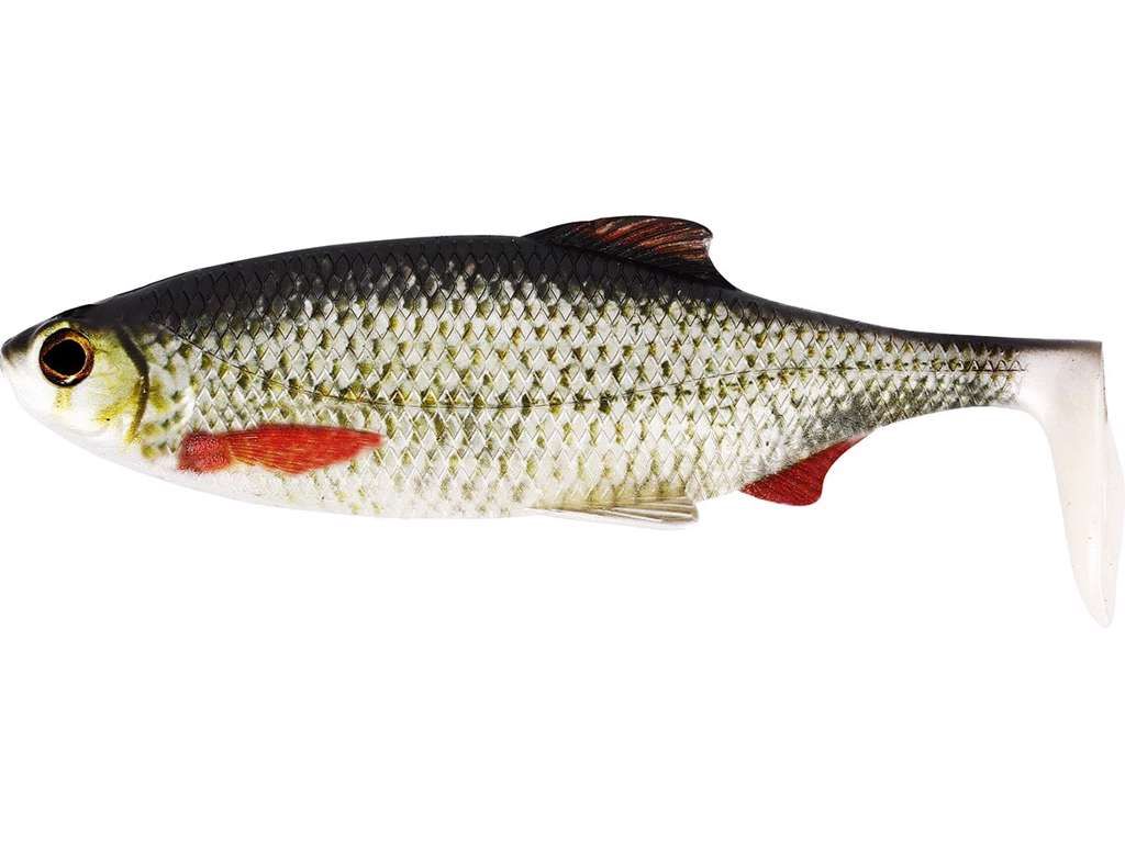 RICKY THE ROACH SHADTAIL Real Roach