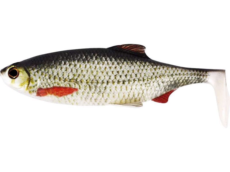 RICKY THE ROACH SHADTAIL Real Roach