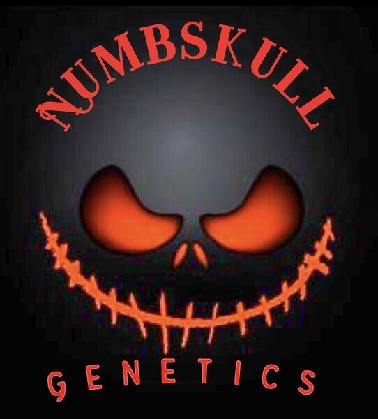 Official Numbskull Genetics 