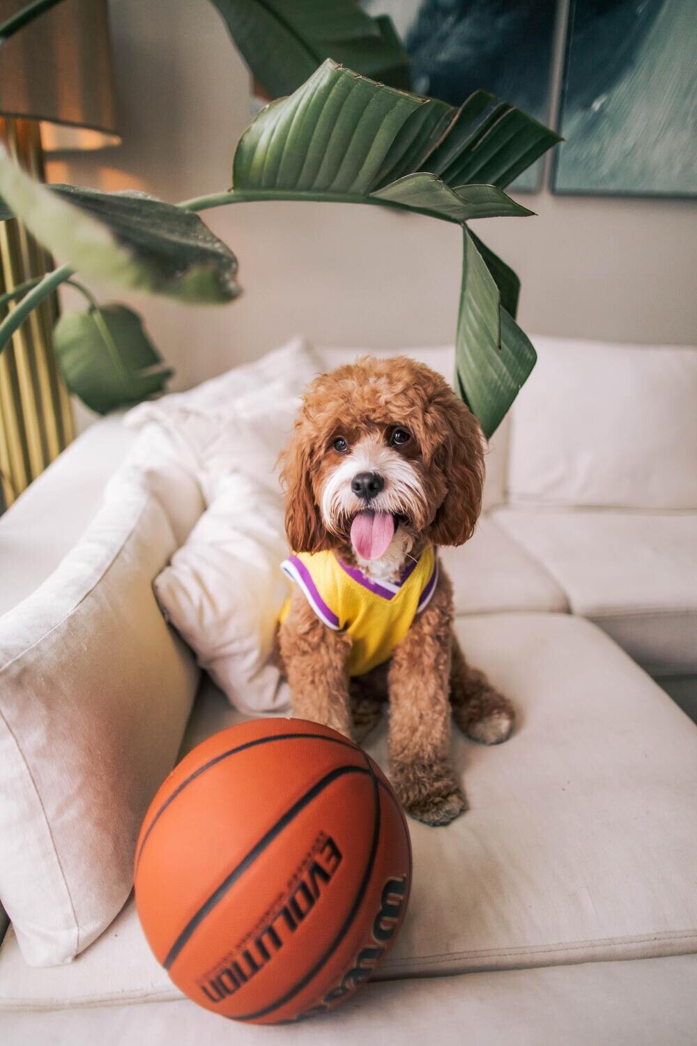 LA Lakers Dog Jersey