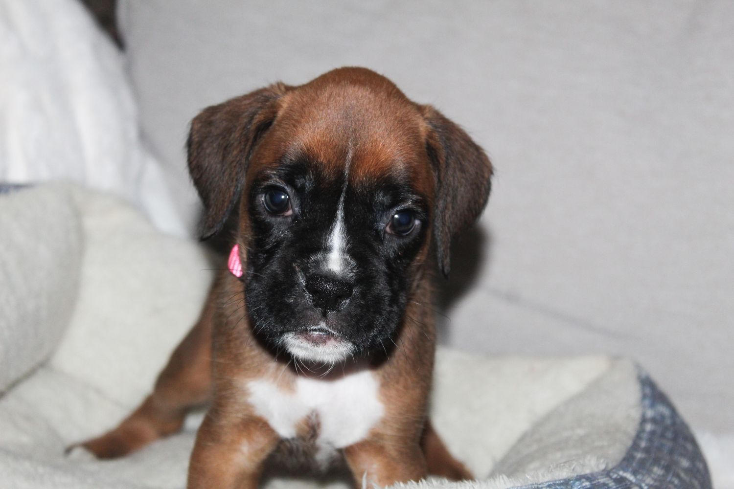 Zoey