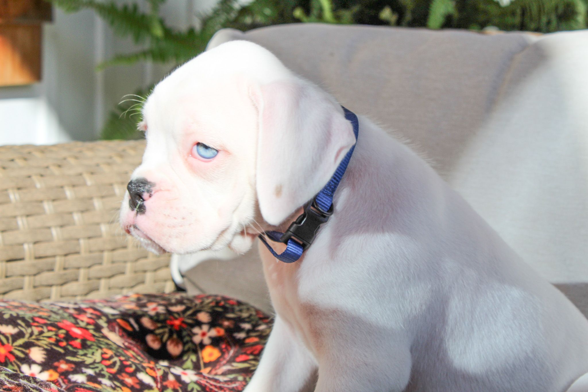 Blueberry (Bluey)