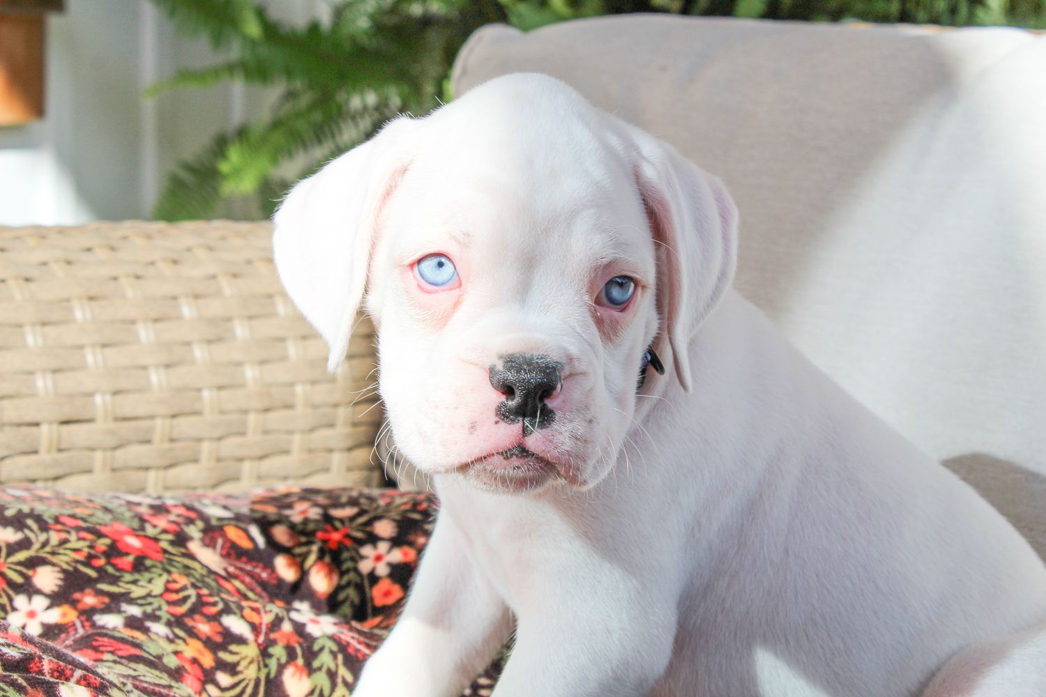 Blueberry (Bluey)