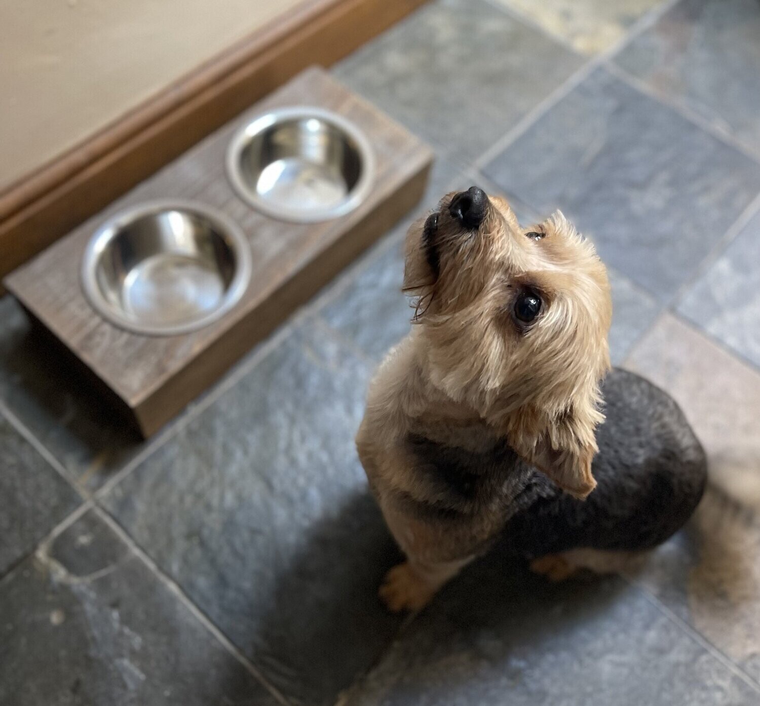 Pet Feeding Station