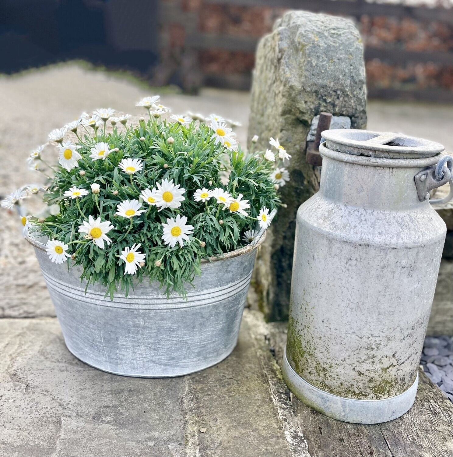 Galvanised Metal 'Daisy' Tub
