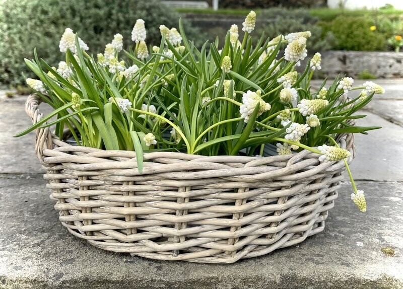 Mara Basket