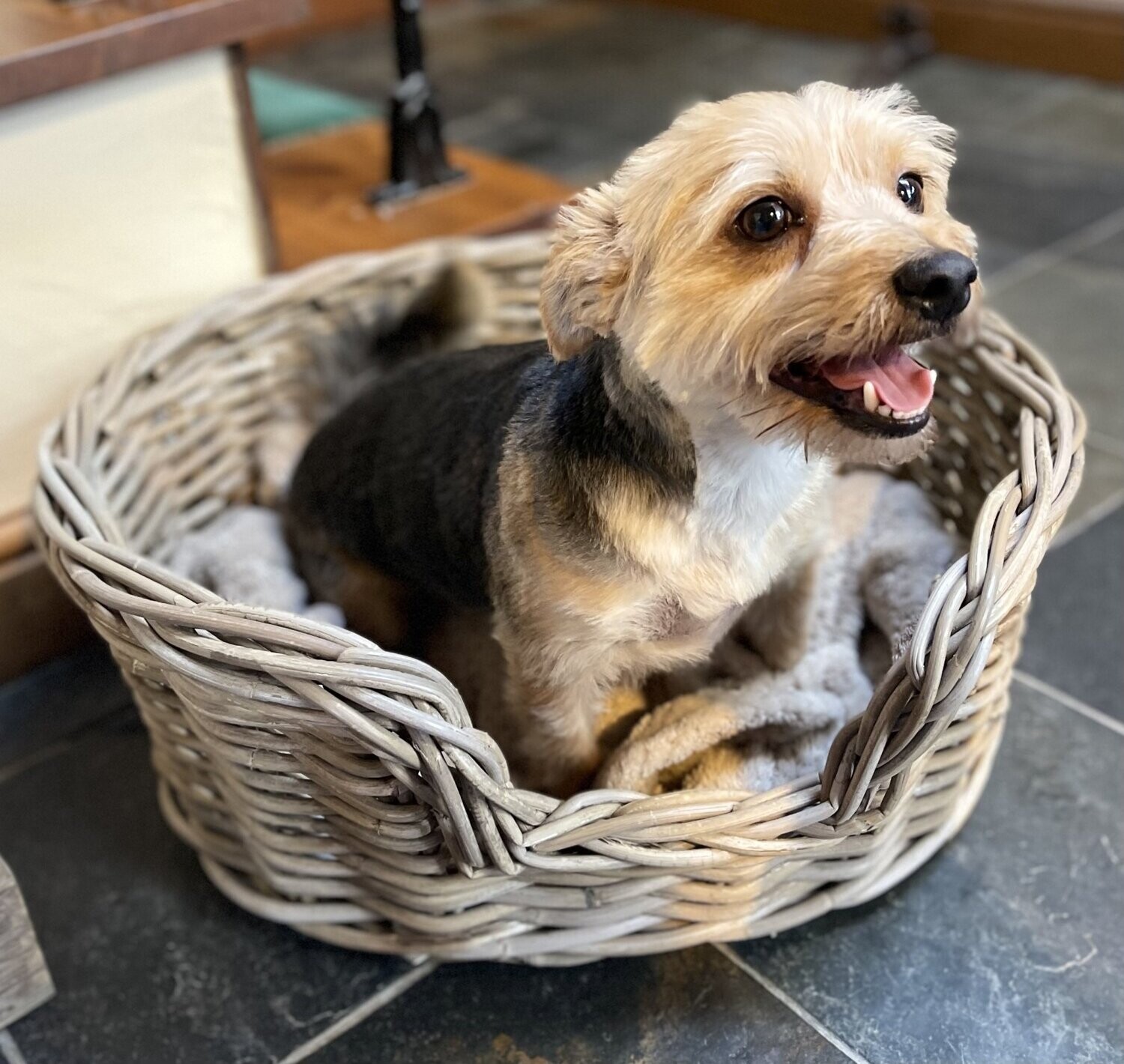 Rattan Oval Pet Baskets, Size: Small