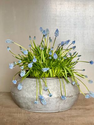 Galvanised Zinc Planter Basin Bowl