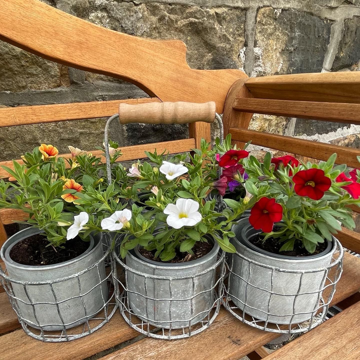 Aged Wire Pot Carrier Aged wire zinc pots filled with petunias on a bench in front of a rustic stone wall, creating a vibrant cottage-style planter