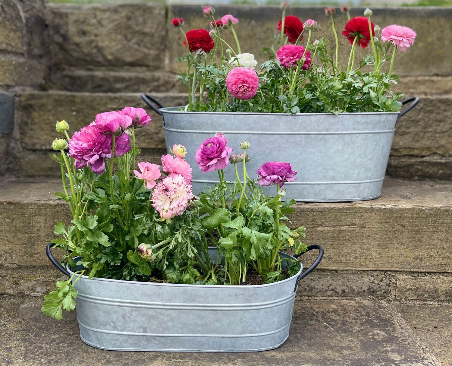 Aged Zinc Troughs Two galvanized oval metal tubs with handles used as rustic planters, placed on old stone steps in a cottage garden patio.