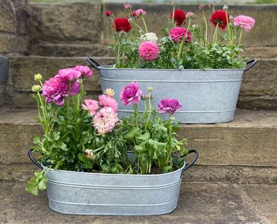 Aged Zinc Troughs Two galvanized oval metal tubs with handles used as rustic planters, placed on old stone steps in a cottage garden patio.