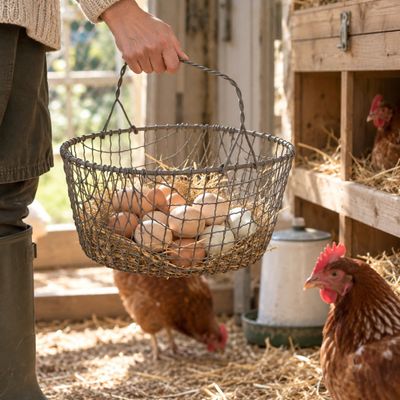 Orchard Wire Basket Simple farmhouse style for storage, floral displays, garden trug and collecting eggs of course